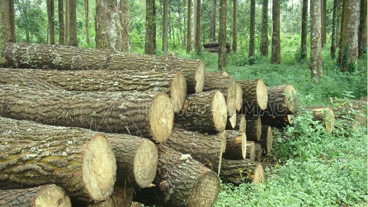 Tìm hiểu chung về gỗ tự nhiên | Kingwoodmac